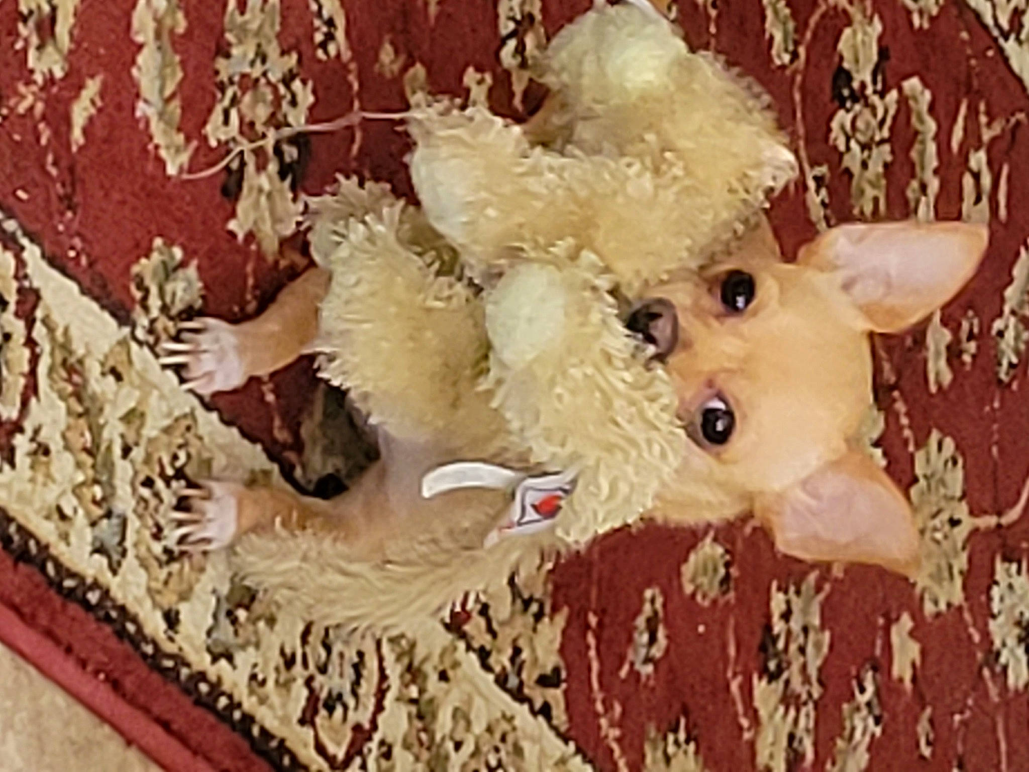 Angel joined the competition — help win amazing prizes! baby_toys, canidae, companion_dog, dog, dog_breed, fawn, flooring, fur, non_sporting_group, pattern, plush, room, sporting_group, stuffed_toy, teddy_bear, textile, toy, toy_dog, wood, working_animal