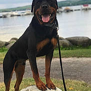 Angus is registered to the contest to win money with this photo: rottweiler, dog, animal, pet, outdoor, grass, rock, leash, tongue, happy, nature, lake, water, boats, sky, clouds, pathway, collar, canine, mammal