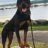 rottweiler, dog, animal, pet, outdoor, grass, rock, leash, tongue, happy, nature, lake, water, boats, sky, clouds, pathway, collar, canine, mammal