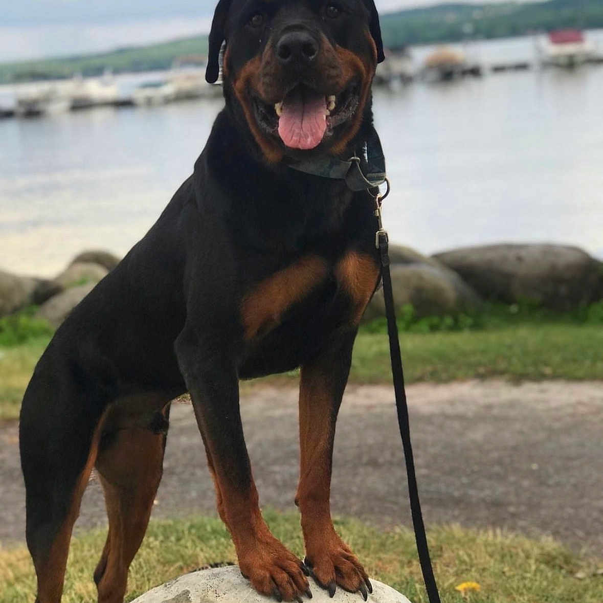 Angus is registered to the contest to win money with this photo: rottweiler, dog, animal, pet, outdoor, grass, rock, leash, tongue, happy, nature, lake, water, boats, sky, clouds, pathway, collar, canine, mammal