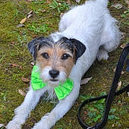 Papouille a rejoint le concours — aidez-le/la à gagner de superbes lots ! animal, brown_fur, canine, close_up, cute, dog, grass, green_bow_tie, leaf_litter, leash, moss, nature, outdoor, pet, plants, playful, portrait, small_dog, stretching, white_fur