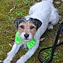 animal, brown_fur, canine, close_up, cute, dog, grass, green_bow_tie, leaf_litter, leash, moss, nature, outdoor, pet, plants, playful, portrait, small_dog, stretching, white_fur