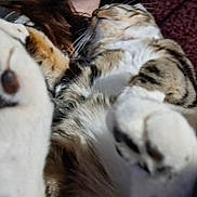 Panda is registered to the contest to win money with this photo: cat, paw, fur, relaxed, close_up, sleeping, animal, pet, whiskers, tabby, indoor, cute, feline, cozy, resting, soft, blurred, mammal, domestic, laying