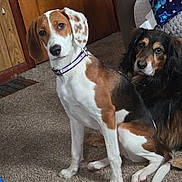 Riley And Midget is registered to the contest to win money with this photo: dog, indoor, carpet, brown, white, black, collar, pet, canine, furniture, blanket, wooden_door, companion, sitting, animal, cute, fur, domestic, friendly, portrait