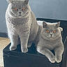 cat, gray_cat, orange_eyes, feline, pet, indoor, black_box, curious, fluffy, two_cats, resting, sitting, lying_down, domestic_animal, whiskers, ears, fur, animal_portrait, companion, cute