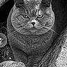 Angus a rejoint le concours — aidez-le/la à gagner de superbes lots ! animal, cat, closeup, eyes, feline, fur, gray, looking, mammal, monochrome, nature, outdoor, pet, portrait, rock, sitting, stone, texture, whiskers, wildlife