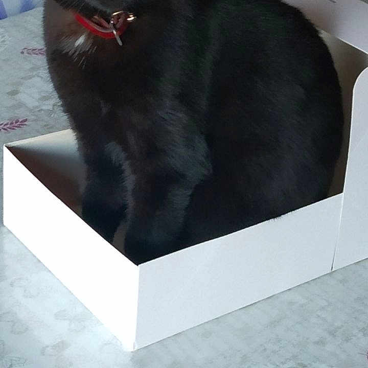 Perle a rejoint le concours — aidez-le/la à gagner de superbes lots ! abyssinian, animal, bed, blackcat, box, canine, cat, dog, drawer, egyptiancat, furniture, indoors, kitten, manx, pet, slate