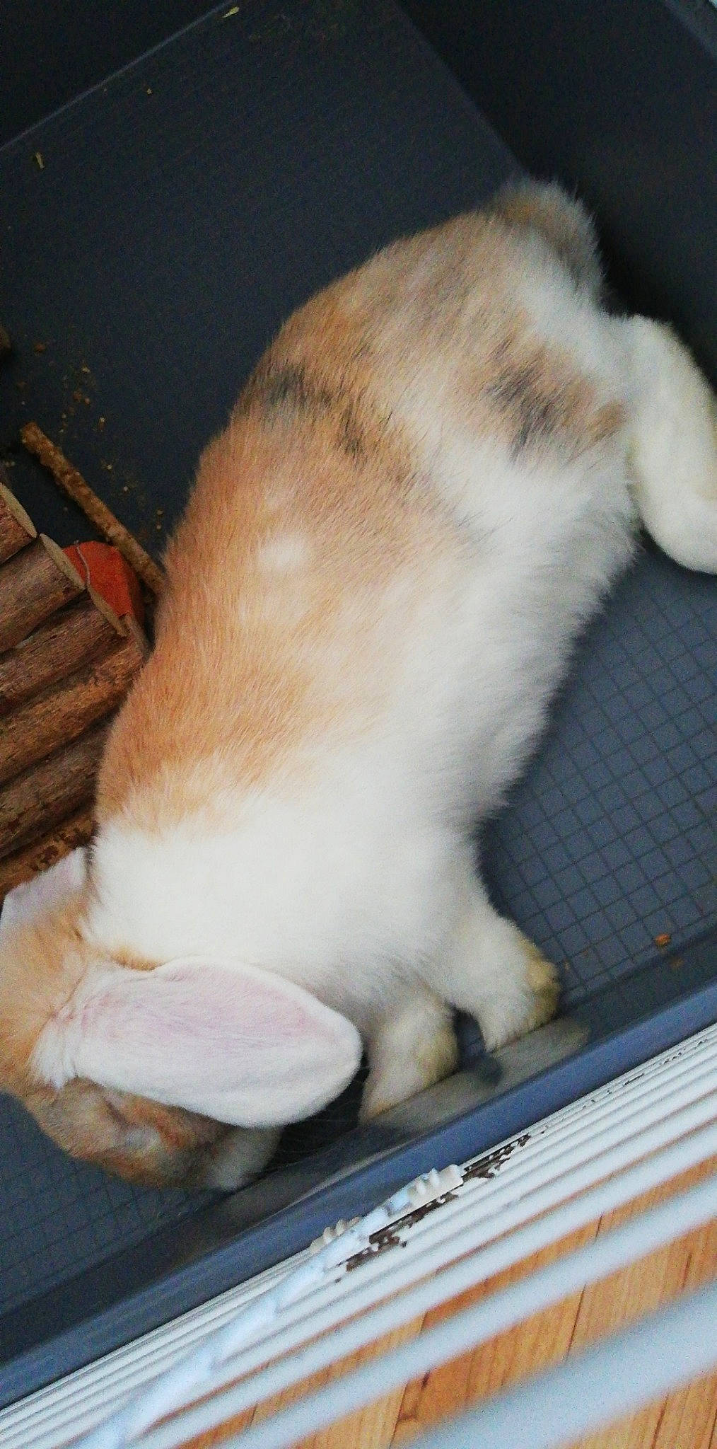 Coockie participe au concours pour gagner de l'argent avec cette photo : carnivore, cat, claw, domestic_rabbit, fawn, felidae, fur, nose, paw, rabbit, rabbits_and_hares, small_to_medium_sized_cats, snout, tail, whiskers