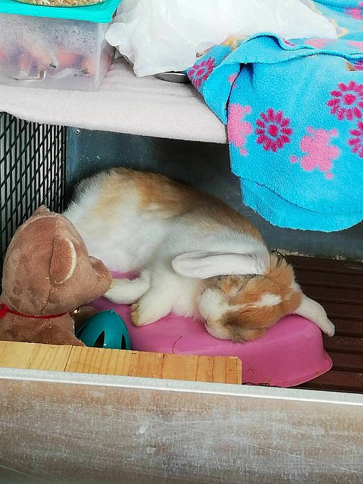 Coockie a rejoint le concours — aidez-le/la à gagner de superbes lots ! baby, canidae, carnivore, cat, child, companion_dog, fawn, felidae, furniture, nap, puppy, room, sleep, small_to_medium_sized_cats, toy