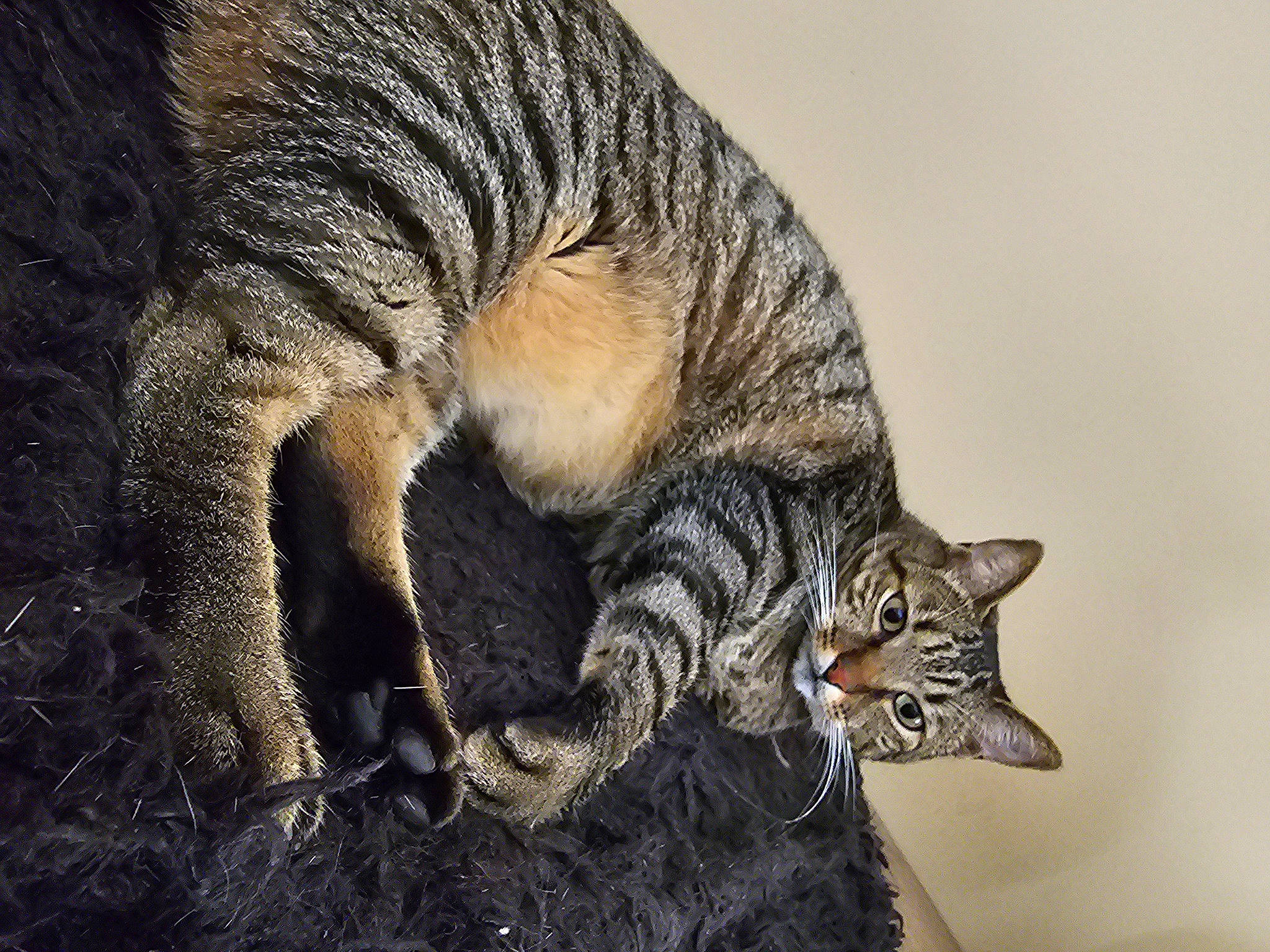 Rêveur participe au concours pour gagner de l'argent avec cette photo : art, bobcat, carnivore, cat, claw, domestic_short_haired_cat, eye, felidae, fur, lynx, nap, paw, sitting, small_to_medium_sized_cats, snout, tail, terrestrial_animal, whiskers, wildlife