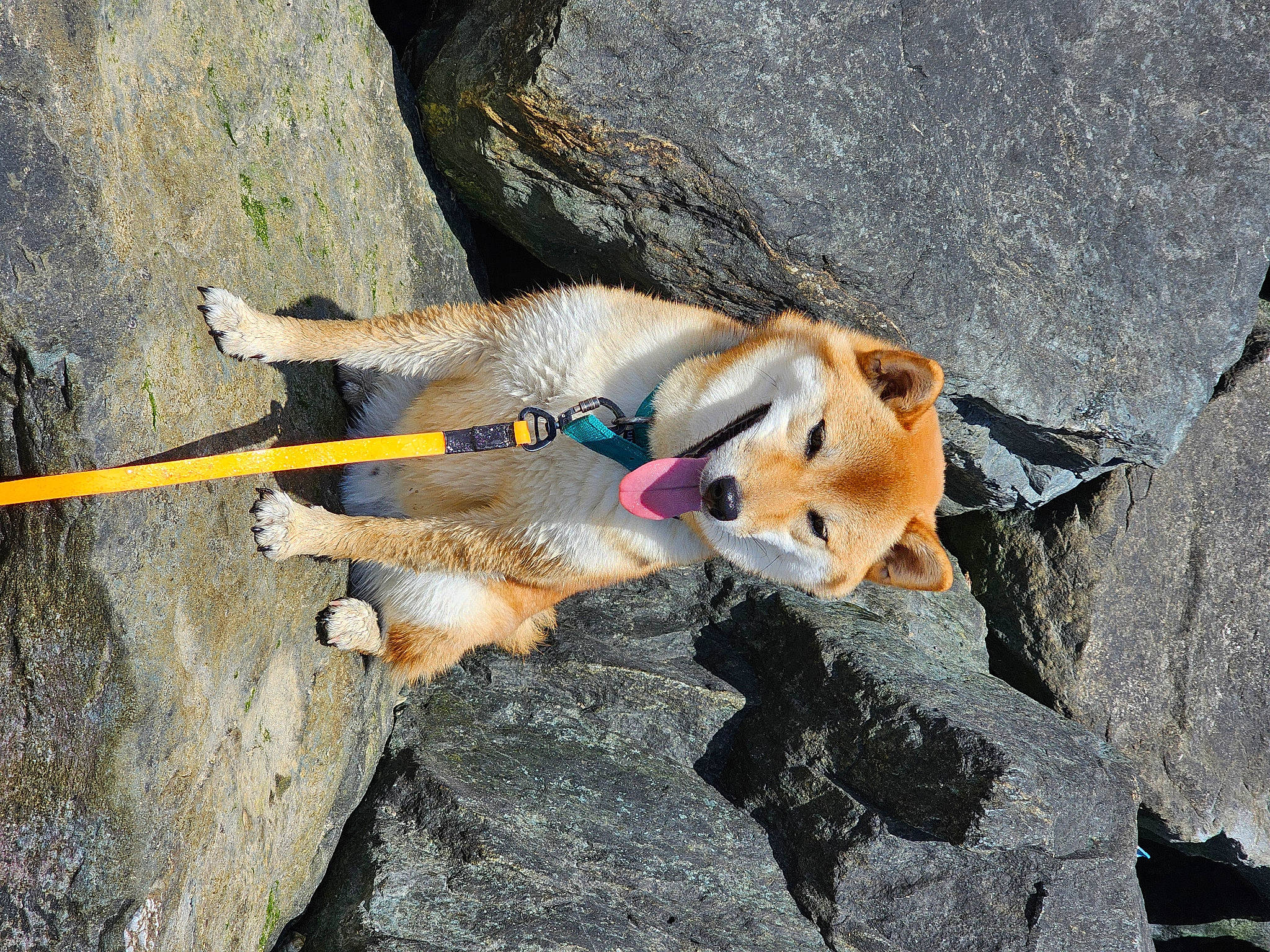 Tao a rejoint le concours — aidez-le/la à gagner de superbes lots ! adventure, bedrock, canidae, carnivore, companion_dog, dog, dog_breed, fawn, fur, recreation, rock, sporting_group, tail, toy, working_animal