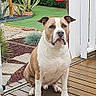 dog, pet, canine, sitting, portrait, outdoor, garden, backyard, deck, wooden_deck, wet_surface, plants, succulents, grass, hedge, white_and_brown, short_hair, floppy_ears, front_facing, animal