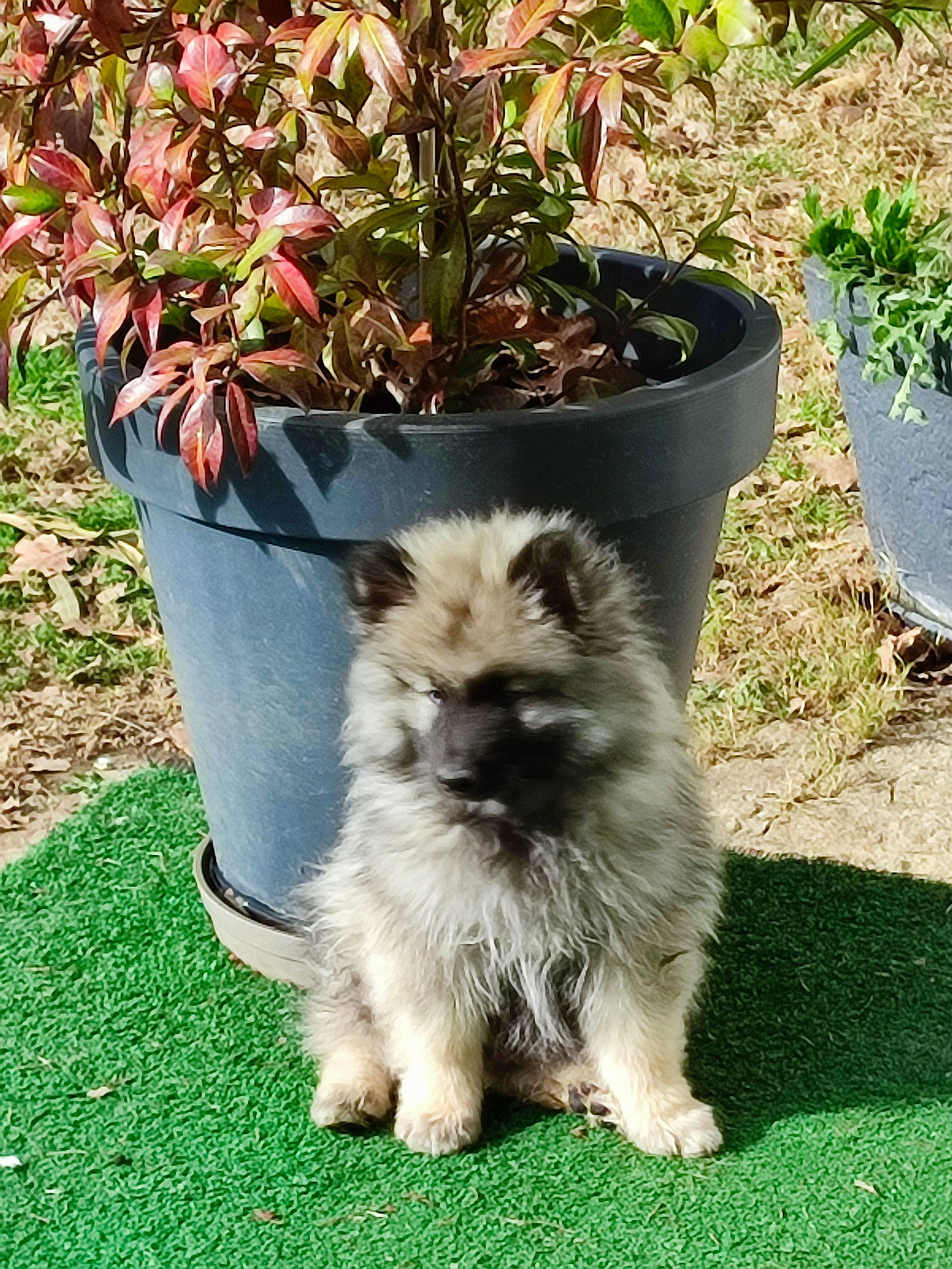 Tyson