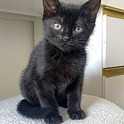 Saphyre participe au concours pour gagner de l'argent avec cette photo : animal, black_kitten, cat, curious, cute, domestic, ears, feline, fur, green_eyes, indoor, kitten, pet, portrait, sitting, small, soft_surface, whiskers, white, young