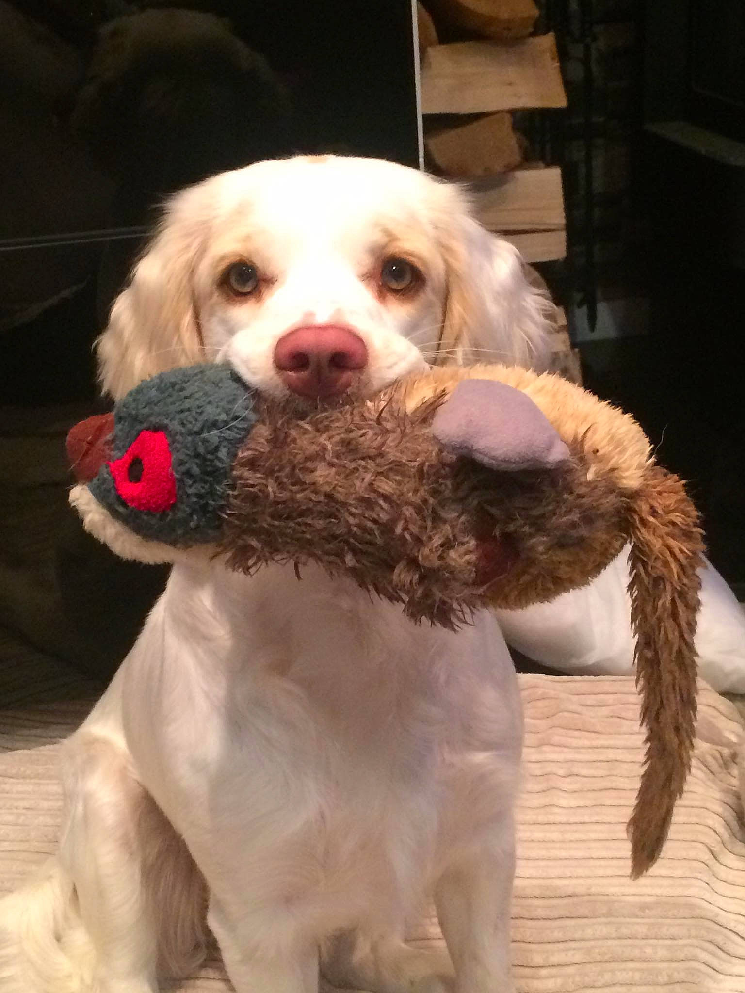 Kizzie is registered to the contest to win money with this photo: canidae, carnivore, cocker_spaniel, companion_dog, costume, dog, dog_breed, dog_collar, fawn, fur, gun_dog, labradoodle, leash, retriever, snout, spaniel, sporting_group, standard_poodle, toy_dog, working_animal