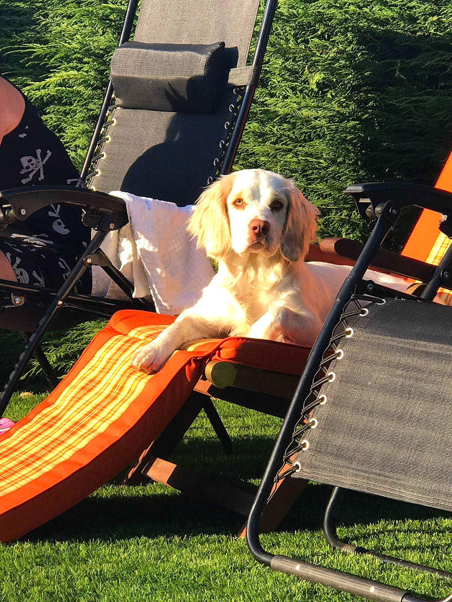 Kizzie joined the competition — help win amazing prizes! canidae, carnivore, chair, companion_dog, dog, dog_breed, dog_supply, fashion_accessory, fawn, folding_chair, grass, lawn, leisure, outdoor_furniture, plant, recreation, shade, sporting_group, sunlounger, tree