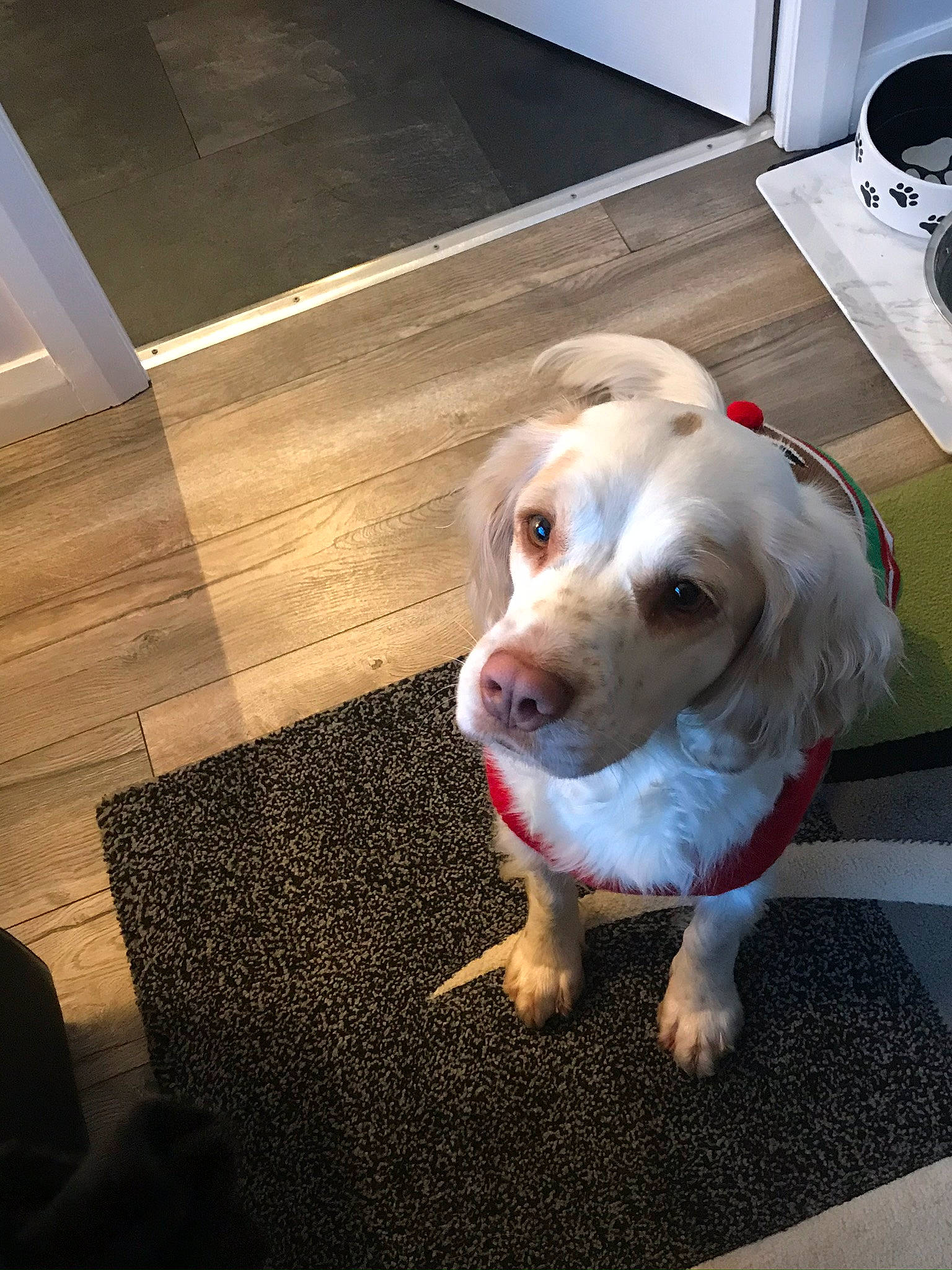 Kizzie is registered to the contest to win money with this photo: carnivore, companion_dog, computer_keyboard, dog, dog_breed, floor, flooring, fur, hardwood, home_appliance, kitchen_appliance, mechanical_fan, output_device, peripheral, road_surface, snout, sporting_group, television, whiskers, wood