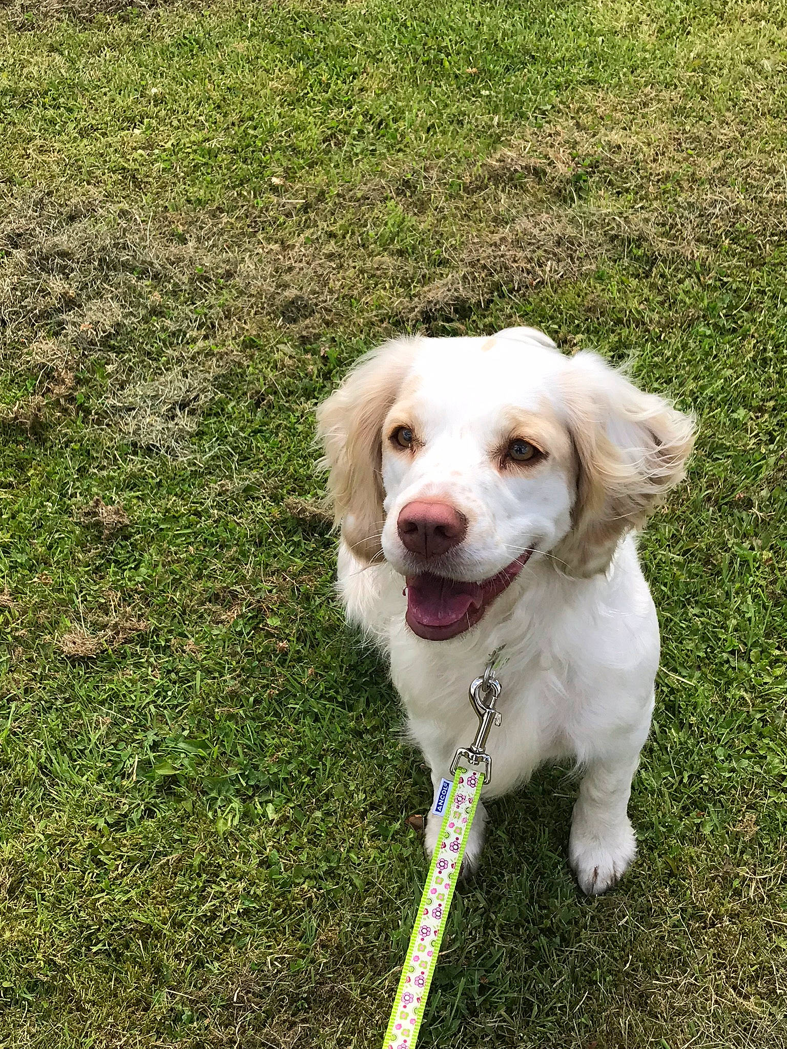 Kizzie joined the competition — help win amazing prizes! canidae, carnivore, companion_dog, dog, dog_breed, dog_collar, fang, grass, groundcover, gun_dog, hunting_dog, plant, snout, sporting_group, working_animal, working_dog