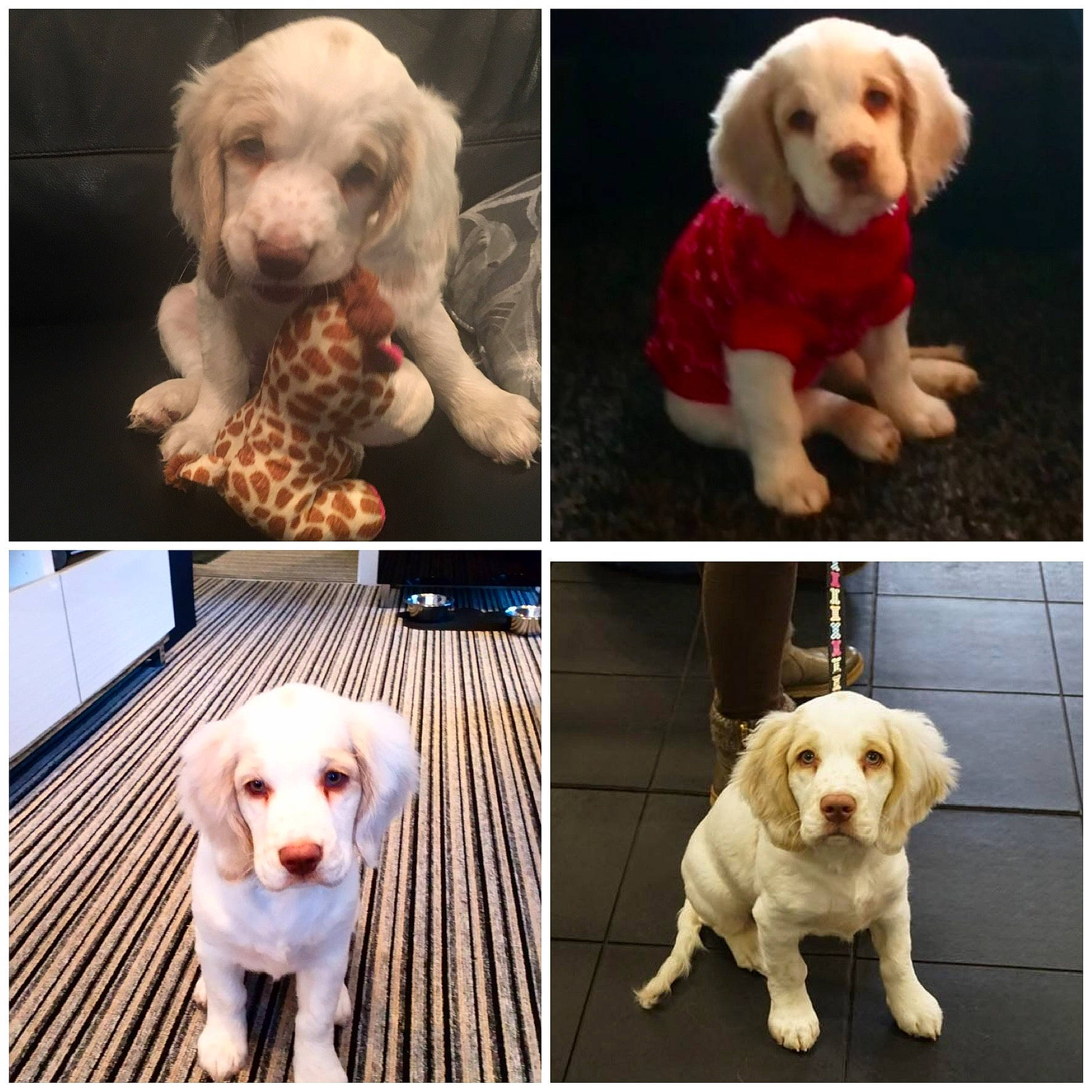 Kizzie is registered to the contest to win money with this photo: carnivore, collage, collar, companion_dog, dog, dog_breed, dog_collar, dog_supply, fawn, mammal, pet_supply, photograph, pink, product, snapshot, snout, sporting_group, vertebrate, white, working_animal