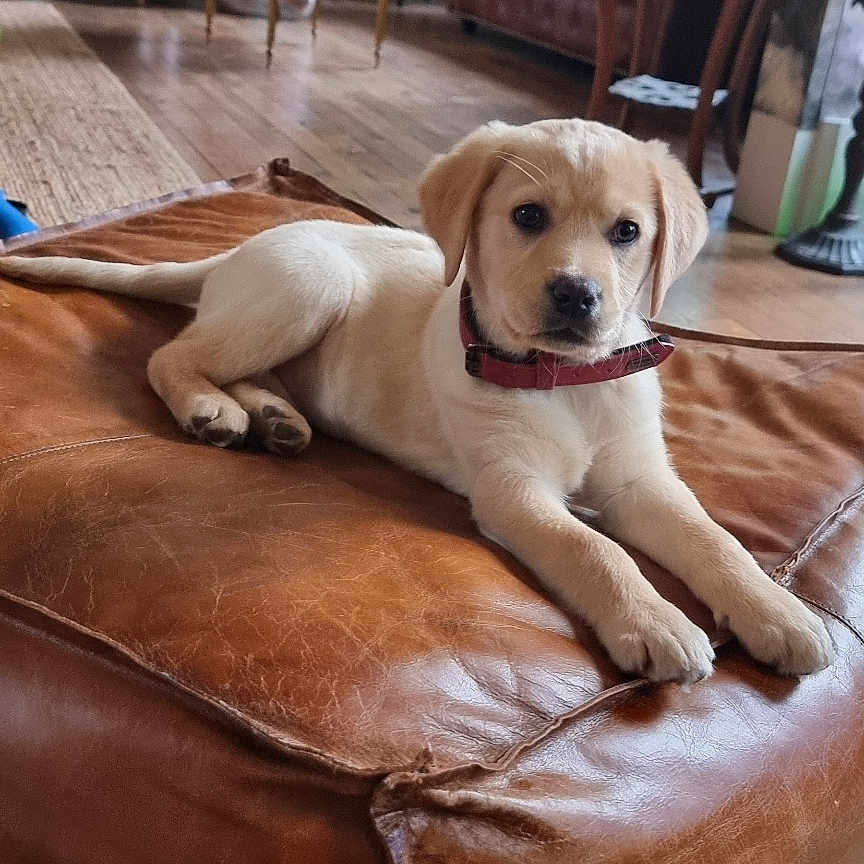 Marley