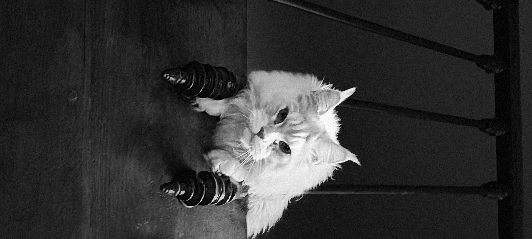 Tom a rejoint le concours — aidez-le/la à gagner de superbes lots ! black_and_white, canidae, carnivore, cat, comfort, companion_dog, darkness, dog_breed, eye, felidae, fur, monochrome, monochrome_photography, paw, small_to_medium_sized_cats, snout, still_life_photography, style, tail, whiskers