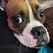 Storm is registered to the contest to win money with this photo: dog, canine, close_up, snout, nose, whiskers, expressive_eyes, brown_and_white, muzzle, pet, portrait, indoor, sofa, stitching, fur, curious, resting, wide_eyes, closeup_portrait, companion