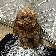 Cookie is registered to the contest to win money with this photo: animal, brown_dog, companion, cozy, curtain, cute, dog, domestic_animal, floor, fur, indoor, looking, pet, poodle, portrait, rug, sitting, small_dog, tassels, tile_floor
