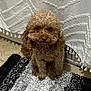 animal, brown_dog, companion, cozy, curtain, cute, dog, domestic_animal, floor, fur, indoor, looking, pet, poodle, portrait, rug, sitting, small_dog, tassels, tile_floor