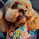 Cookie