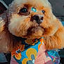 Cookie joined the competition — help win amazing prizes! adorable, animal, bandana, closeup, colorful, companion, cute, dog, ears, eyes, face, fluffy, fur, indoor, mammal, nose, pet, pink_clothing, portrait, vehicle