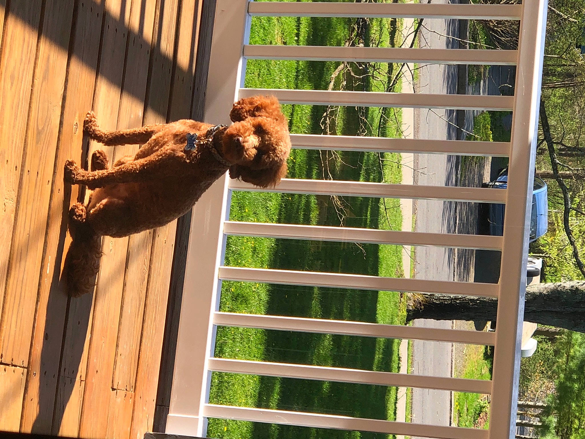 Louie is registered to the contest to win money with this photo: art, brick, brickwork, door, facade, felidae, grass, hardwood, metal, outdoor_structure, sculpture, siding, sporting_group, statue, tree, window, wood, wood_stain