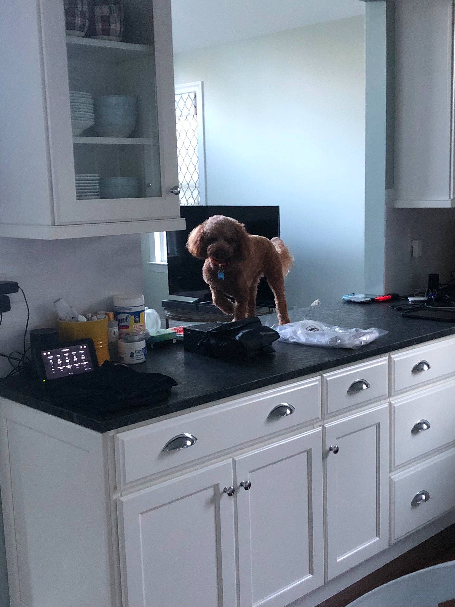Louie joined the competition — help win amazing prizes! cabinetry, carnivore, countertop, dog, drawer, floor, flooring, gas, grey, hardwood, interior_design, kitchen, kitchen_appliance, kitchen_stove, major_appliance, material_property, property, sink, wall, wood