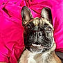 dog, french_bulldog, pet, close_up, pink_blanket, portrait, cute, ears, face, mouth, teeth, fur, animal, laying_down, indoor, bright, expression, whiskers, nose, eyes