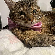 Mona a rejoint le concours — aidez-le/la à gagner de superbes lots ! cat, tabby_cat, bow_tie, pet, feline, whiskers, close_up, relaxed, lying_down, soft_blanket, indoor, cute, animal, fur, face, ears, sleepy, domestic_cat, pink_bow_tie, cozy