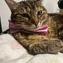 cat, tabby_cat, bow_tie, pet, feline, whiskers, close_up, relaxed, lying_down, soft_blanket, indoor, cute, animal, fur, face, ears, sleepy, domestic_cat, pink_bow_tie, cozy