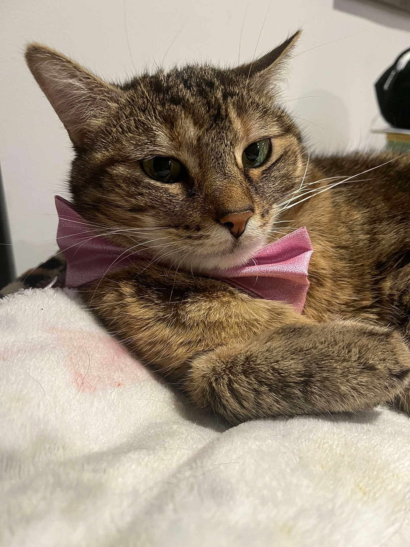 Mona a rejoint le concours — aidez-le/la à gagner de superbes lots ! cat, tabby_cat, bow_tie, pet, feline, whiskers, close_up, relaxed, lying_down, soft_blanket, indoor, cute, animal, fur, face, ears, sleepy, domestic_cat, pink_bow_tie, cozy