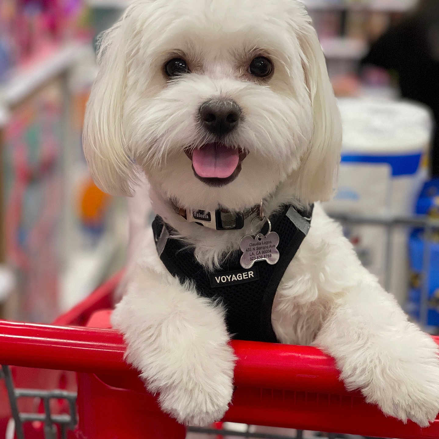 Toby is registered to the contest to win money with this photo: accessories, animal, bodypart, canine, dog, eskimodog, grocerystore, indoors, mouth, person, pet, poodle, puppy, shelf, shop, shoppingcart, strap, terrier, tongue, whitedog
