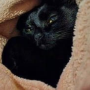 Simba a rejoint le concours — aidez-le/la à gagner de superbes lots ! animal, blackcat, blanket, cat, kitten, pet, quilt