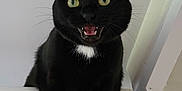 Kiara a rejoint le concours — aidez-le/la à gagner de superbes lots ! black_cat, cat, animal, pet, meowing, whiskers, wide_eyes, white_patch, indoor, fur, cute, alert, close_up, paw, mammal, feline, portrait, looking_up, expression, domestic_cat