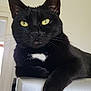 black_cat, cat, pet, animal, feline, yellow_eyes, whiskers, fur, portrait, indoor, relaxed, looking_at_camera, paw, close_up, domestic_cat, white_patch, resting, household, cute, alert