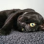 Kiara a rejoint le concours — aidez-le/la à gagner de superbes lots ! black_cat, cat, pet, animal, feline, lying_down, relaxed, yellow_eyes, whiskers, fur, close_up, indoors, blanket, soft_texture, resting, curious, floor, cozy, cute, portrait