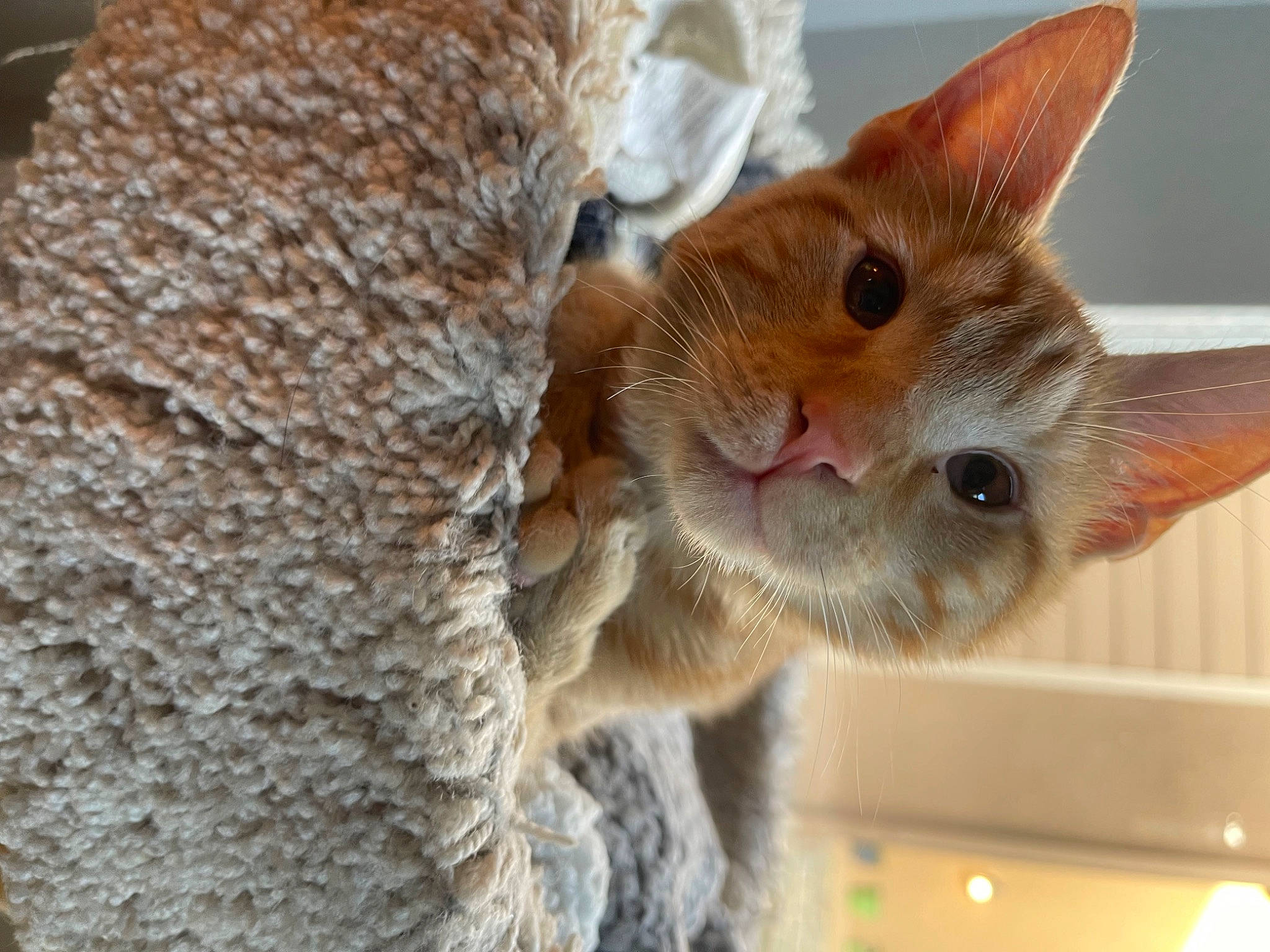 Penny is registered to the contest to win money with this photo: carnivore, cat, claw, close_up, domestic_short_haired_cat, fawn, felidae, fur, paw, small_to_medium_sized_cats, snout, tail, terrestrial_animal, whiskers, wildlife, wood