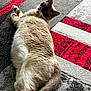 Mr Darcy joined the competition — help win amazing prizes! animal, carpet, cat, cozy, curious, domestic, feline, floor, fluffy, fur, indoor, laying_down, looking_back, mammal, pattern, pet, relaxed, striped, tail, whiskers