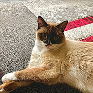 Mr Darcy is registered to the contest to win money with this photo: animal, brown, carpet, cat, cozy, cute, domestic, feline, fur, indoor, lying_down, pattern, paws, pet, portrait, relaxed, resting, siamese, whiskers, white