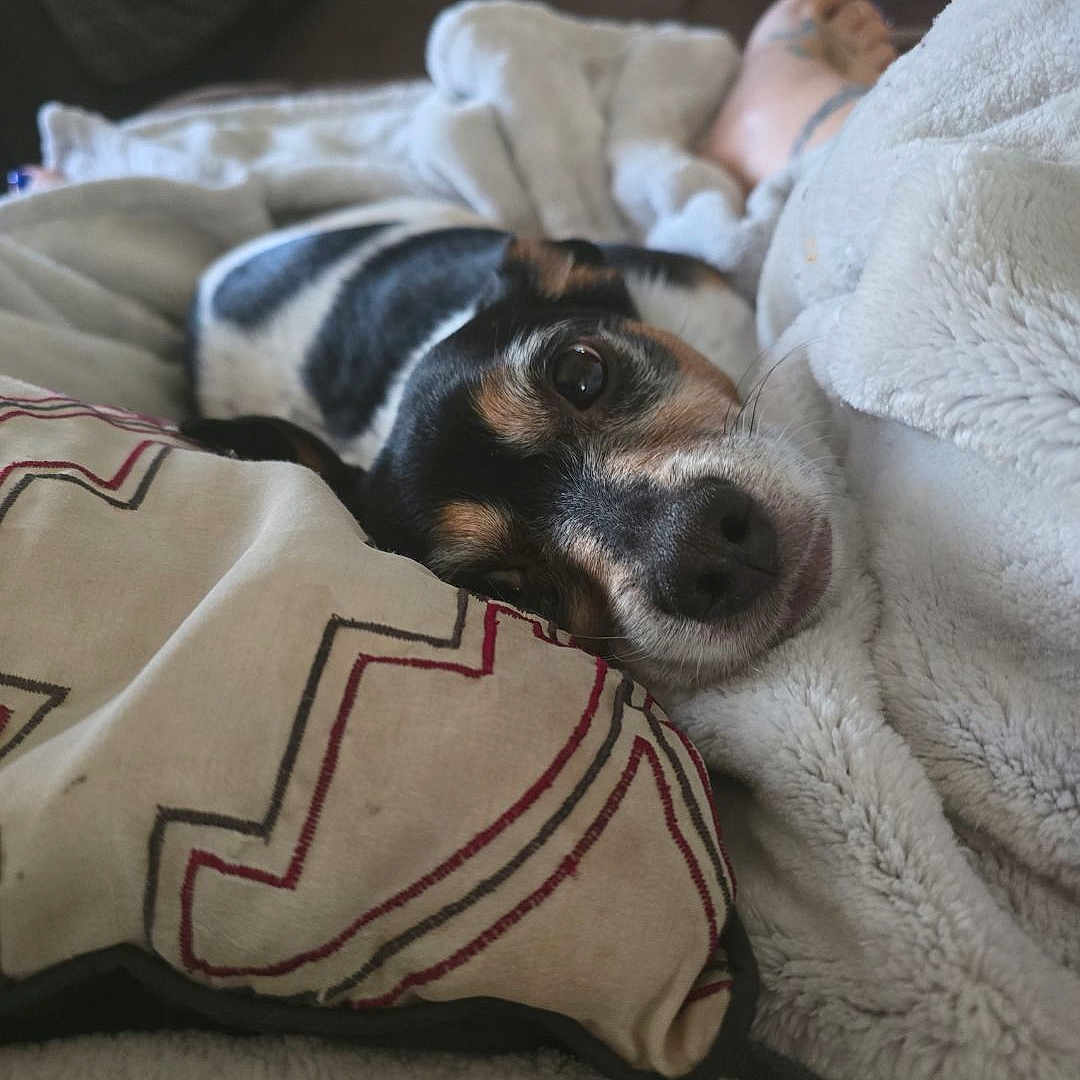 Max is registered to the contest to win money with this photo: bed, black_and_white, blanket, brown, comfort, cozy, dog, face, fur, home, human_foot, indoor, pet, pillow, relaxed, resting, sleepy, snuggling, soft_texture, toenails