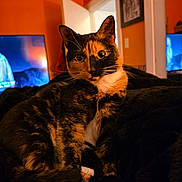 Peaches is registered to the contest to win money with this photo: cat, tortoiseshell_cat, pet, indoor, blanket, black_blanket, feline, orange_wall, television, door, curious, wide_eyes, fur, whiskers, relaxing, home, cozy, portrait, animal, warm_lighting