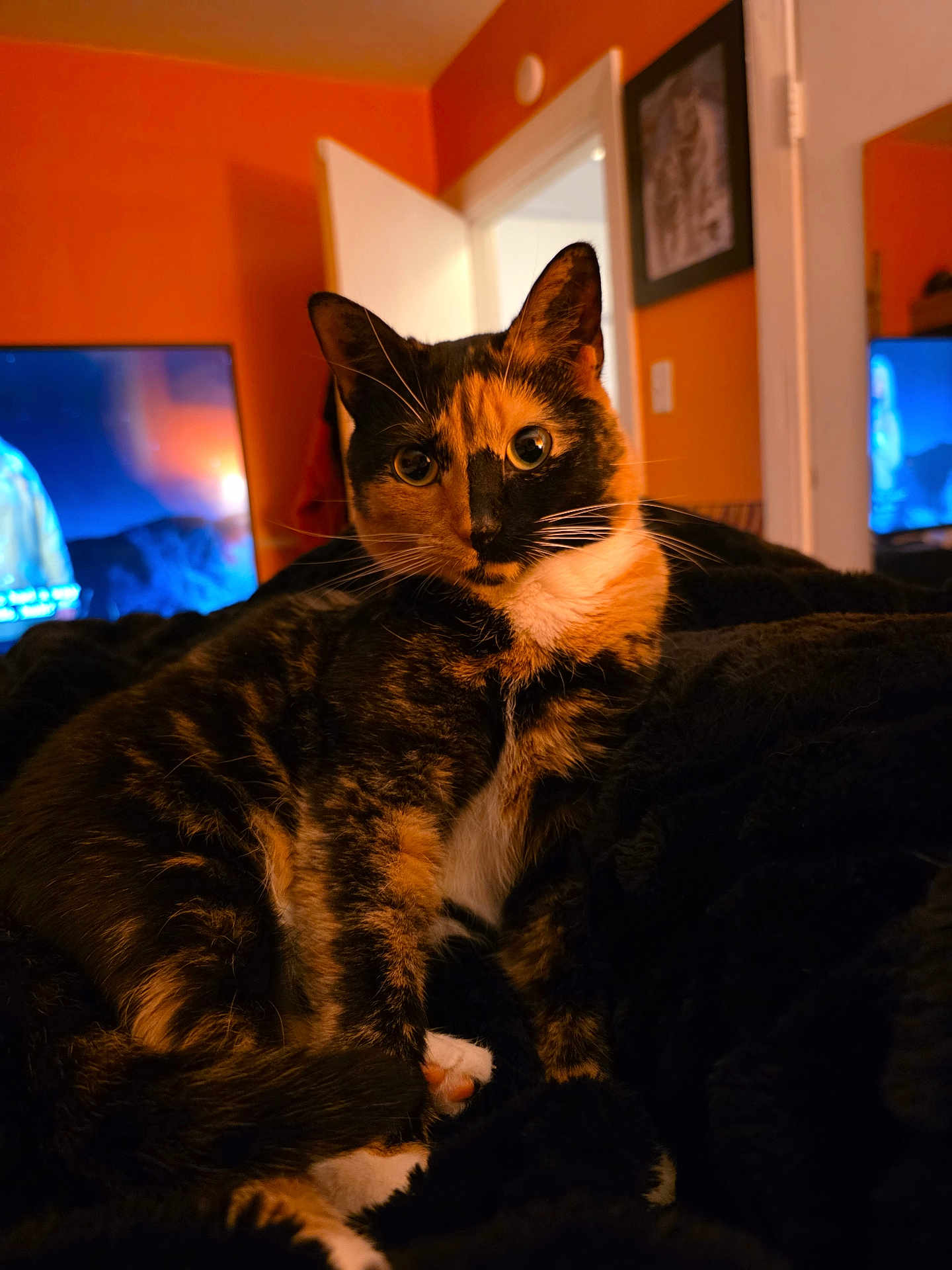Peaches is registered to the contest to win money with this photo: cat, tortoiseshell_cat, pet, indoor, blanket, black_blanket, feline, orange_wall, television, door, curious, wide_eyes, fur, whiskers, relaxing, home, cozy, portrait, animal, warm_lighting