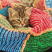 Nina a rejoint le concours — aidez-le/la à gagner de superbes lots ! animal, blanket, cat, closeup, colorful, cozy, cute, domestic, fur, kitten, knitted, nestled, pattern, pet, resting, sleepy, soft, striped, texture, warm