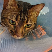 Beatrice Leurond a rejoint le concours — aidez-le/la à gagner de superbes lots ! animal, cat, closeup, cone_collar, domestic_cat, ears, face, feline, fur, green_eyes, indoor, looking_down, nose, pet, protection, recovery, sad, tabby, veterinary, whiskers