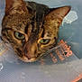 animal, cat, closeup, cone_collar, domestic_cat, ears, face, feline, fur, green_eyes, indoor, looking_down, nose, pet, protection, recovery, sad, tabby, veterinary, whiskers